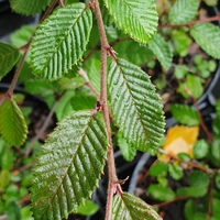 Betula bomiensis 